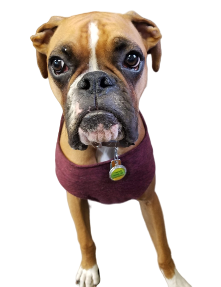 Personalized Pet Collar Quote Pendants