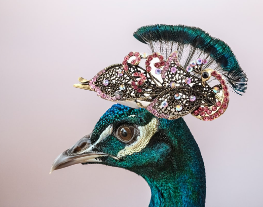 Sparkling Peacock Crystal Hair Claw - Versatile Hair Accessory
