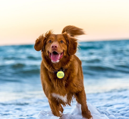 Personalized Pet Collar Quote Pendants